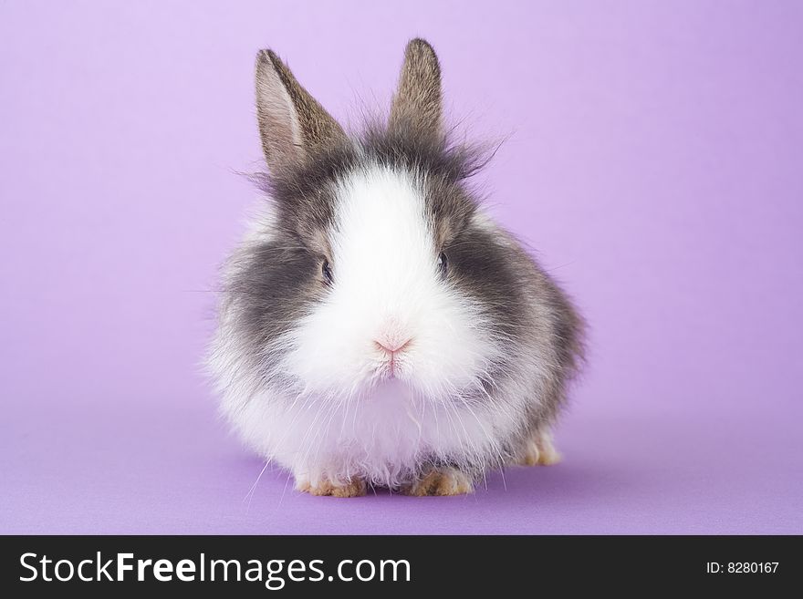 Spotted bunny isolated on purple background