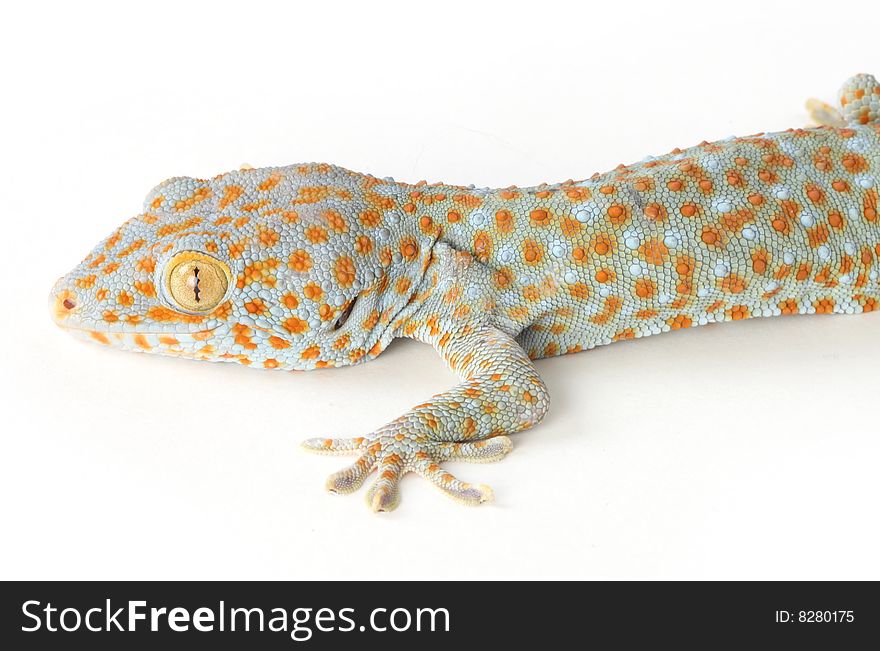 Gecko