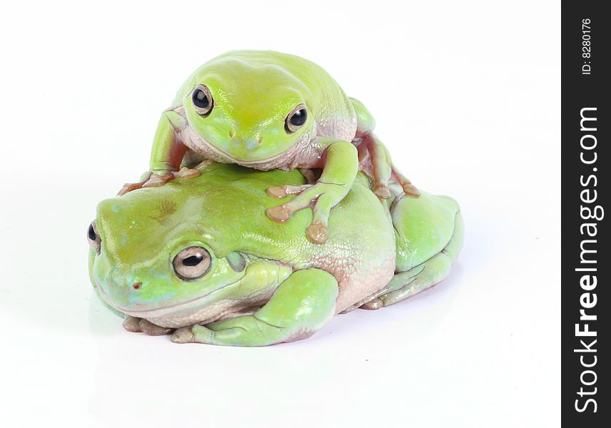 Two Green Tree Frogs