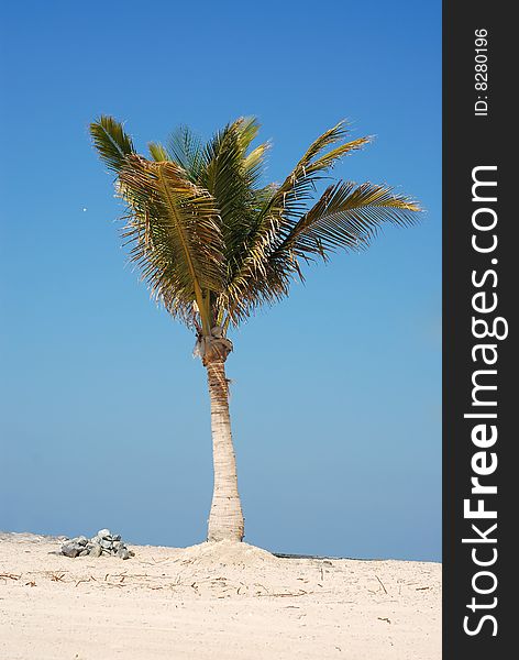 Beach with single palm tree and stones heap. Beach with single palm tree and stones heap