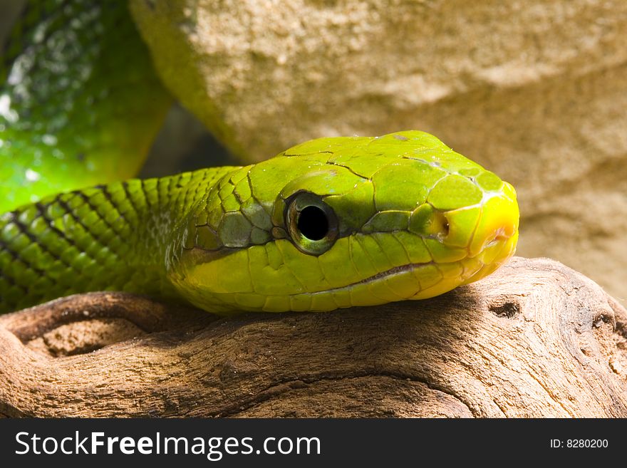 Red Tailed Racer (Gonyosoma oxycephala) - detail of head