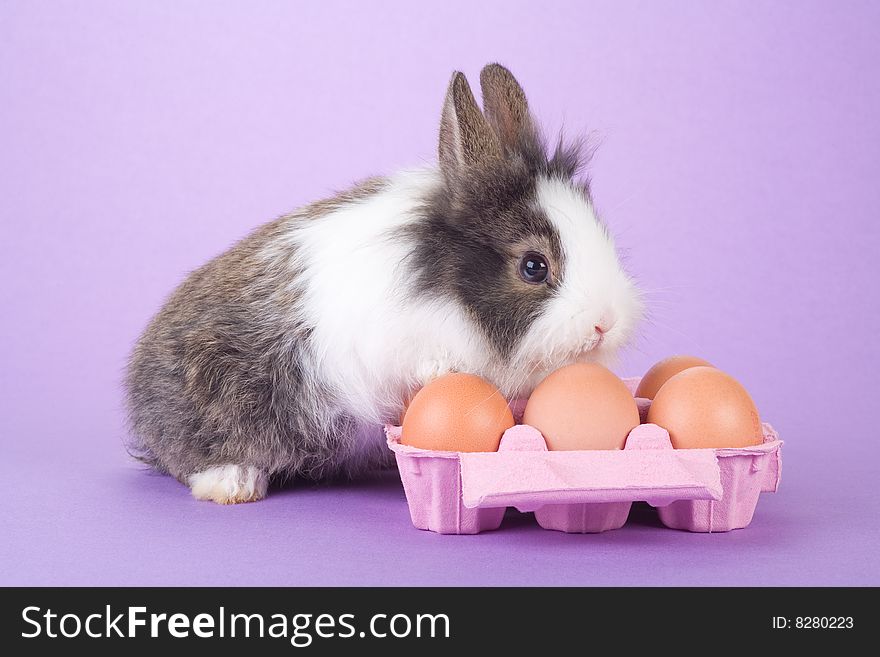 Spotted bunny with eggs isolated on purple background