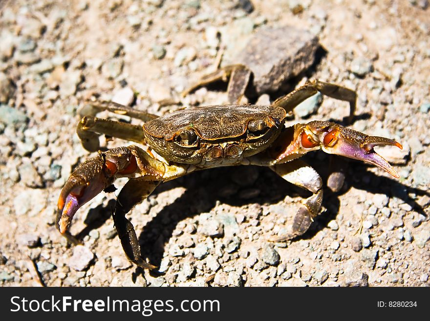 A macro from a crab in defending position and opened claws .