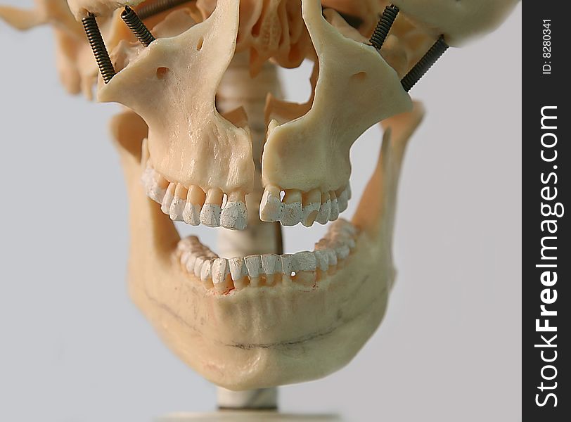 Model of skull of man for a study students