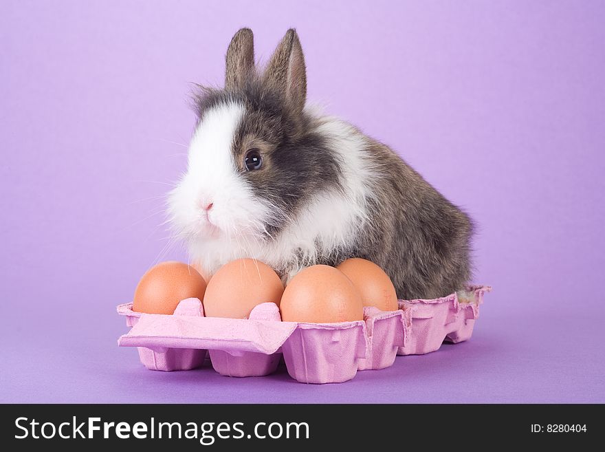 Spotted bunny with eggs isolated on purple