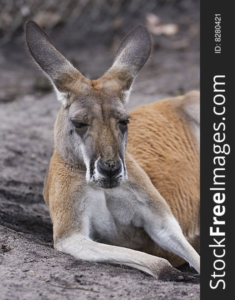 Close up of a kangaroo relaxing