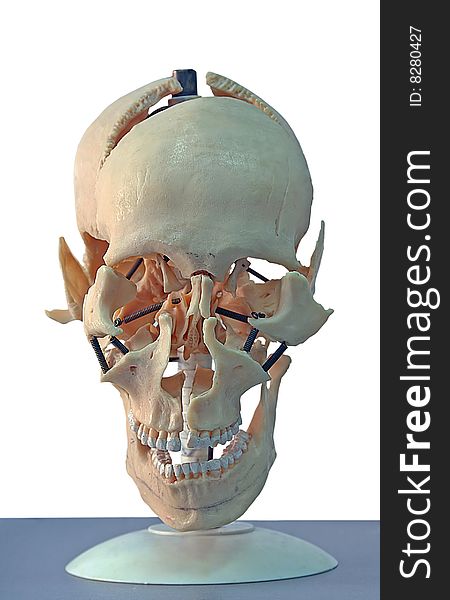Model Of Skull