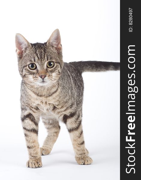 Standing striped kitten, isolated