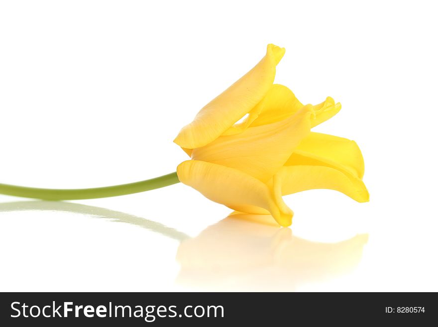 Bright yellow tulip isolated on white