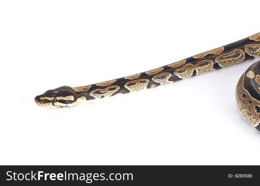 Burmese python