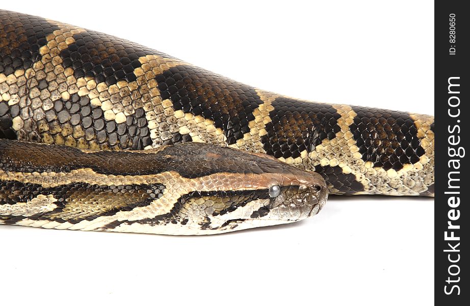 Burmese Python