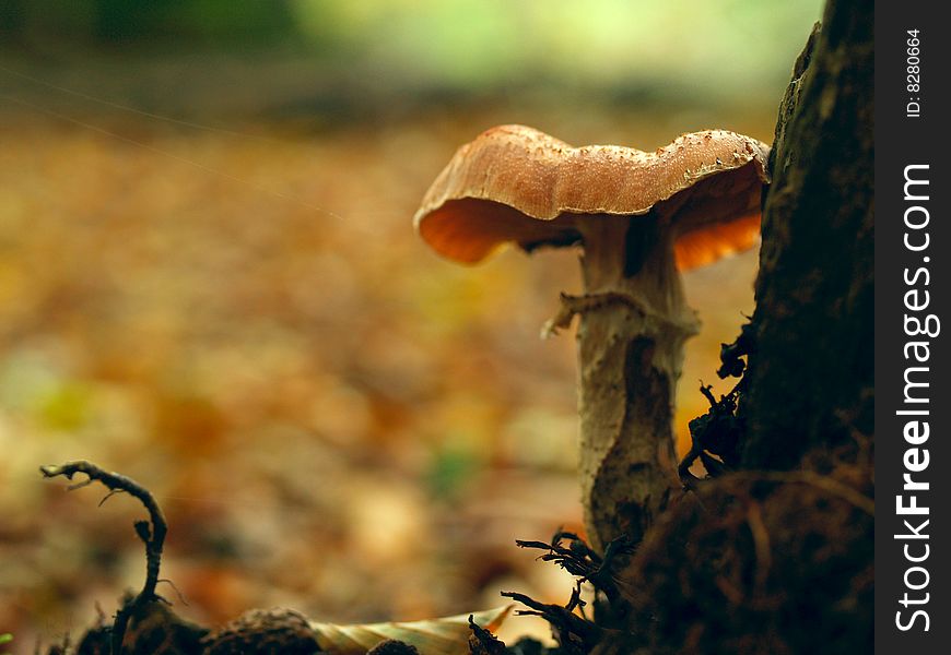 Beautiful toadstool nexht to a tree (shallow DOF)