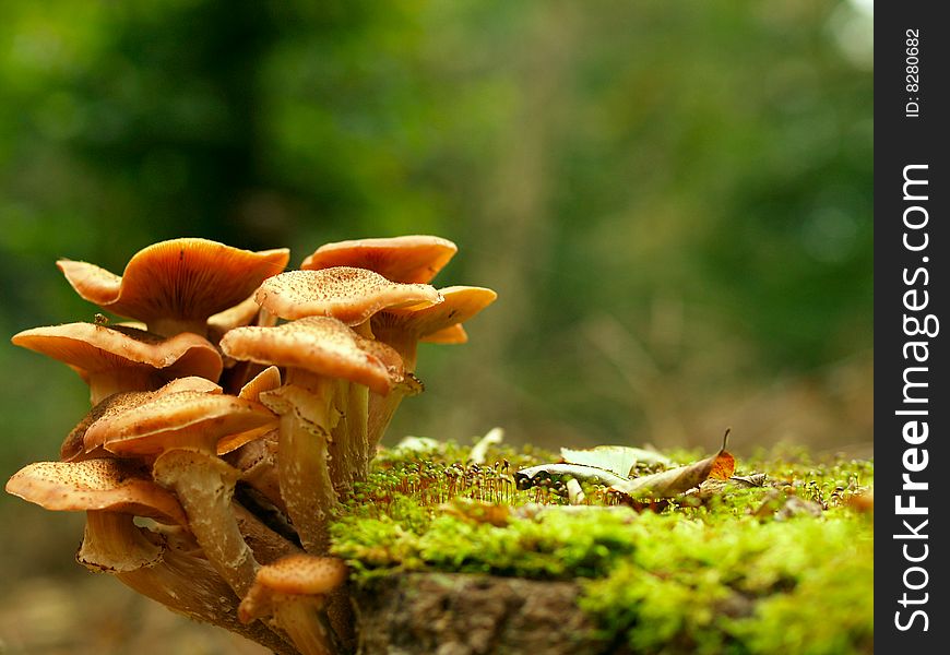 Beautiful toadstools around a tree with moss
