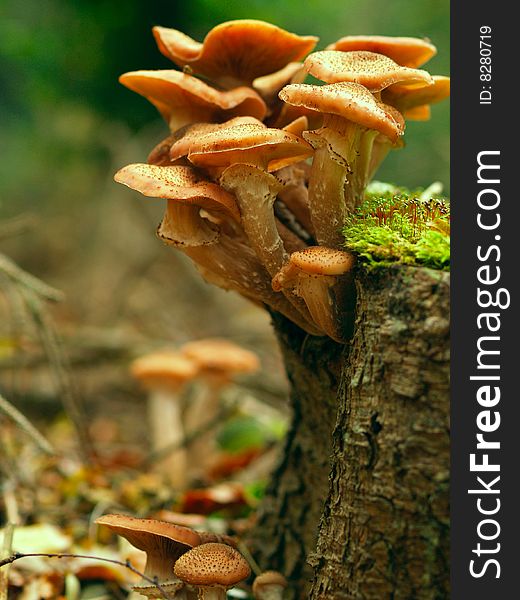 Beautiful toadstools around a tree with moss