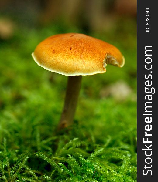 Beautiful toadstool on a a bed of moss (shallow DOF)