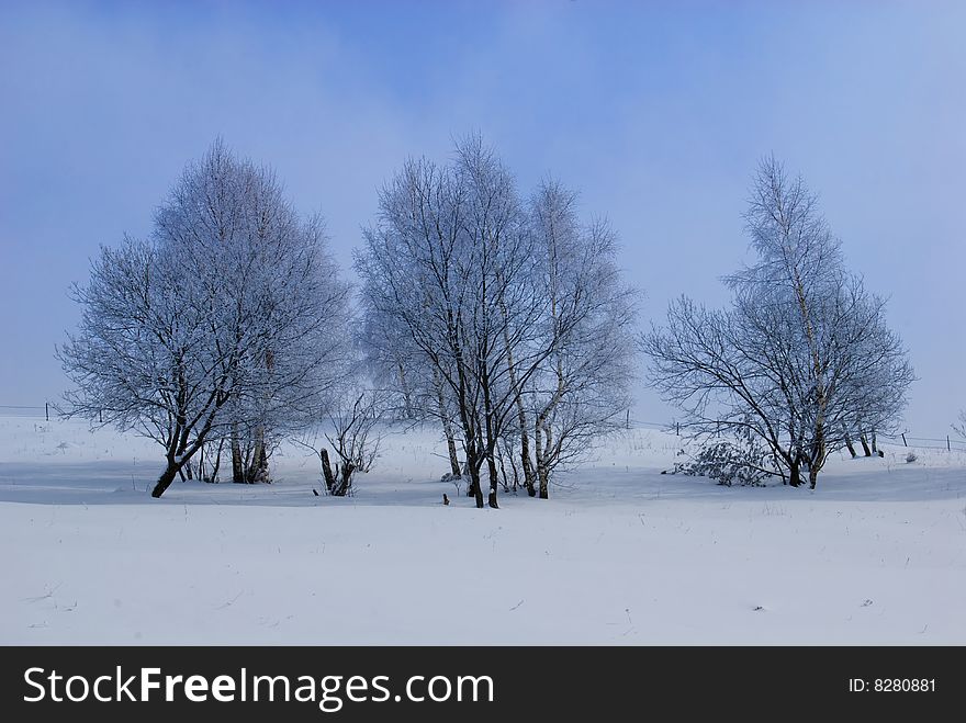 Winter landscape;Trees in winter on a background of blue sky