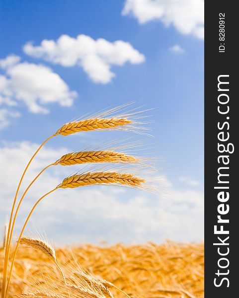 Wheat In The Blue Sky Background