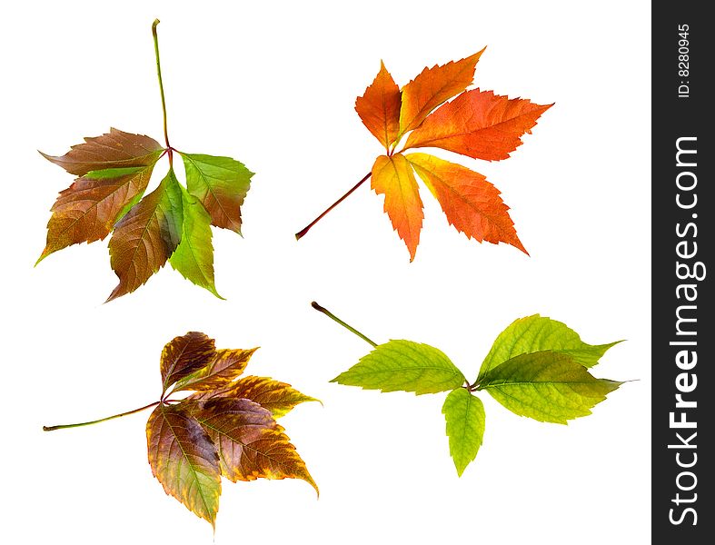 Leafage of wild grape on white background