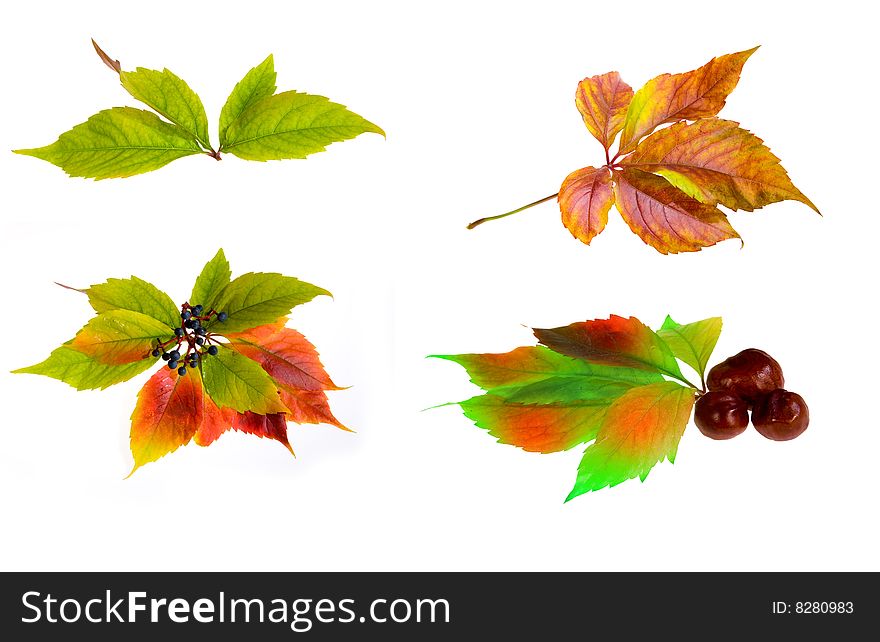 Leafage of wild grape on white background