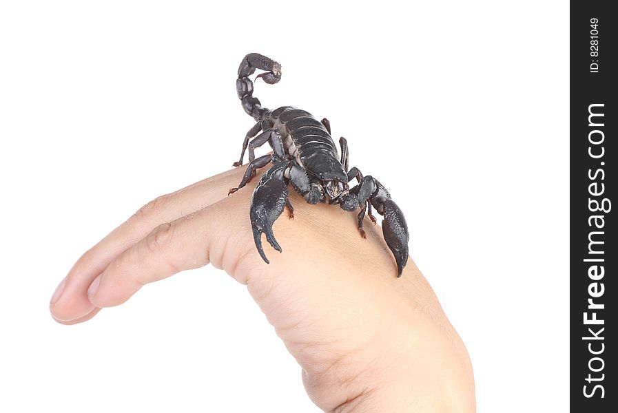 Scorpion