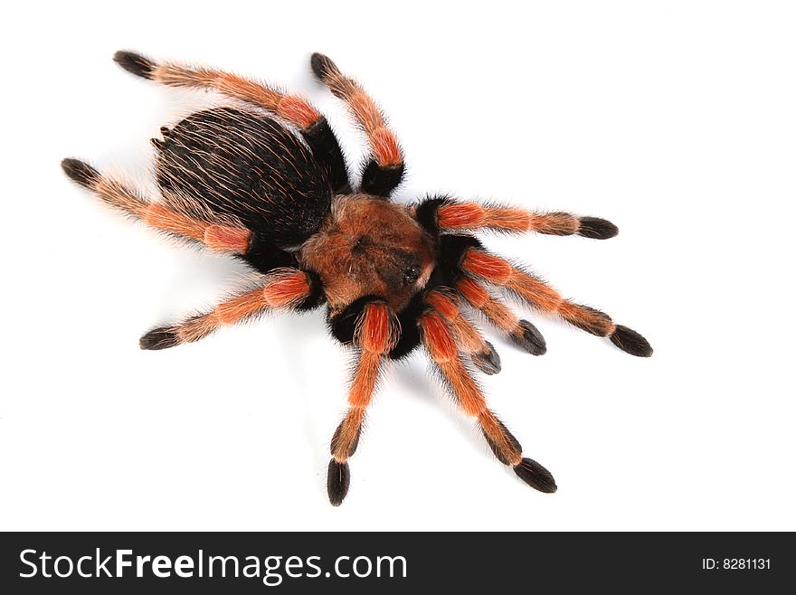 Tarantula