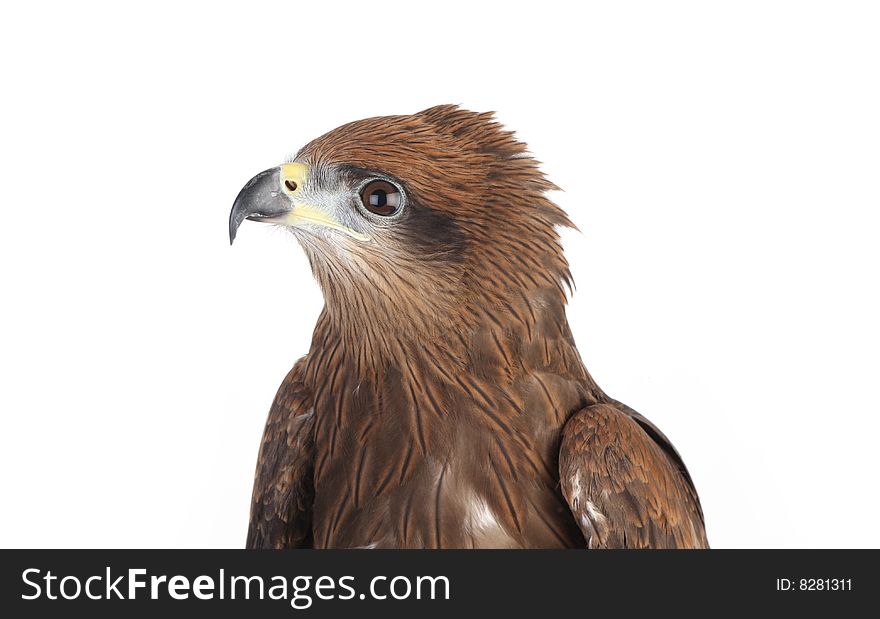 Brown Eagle