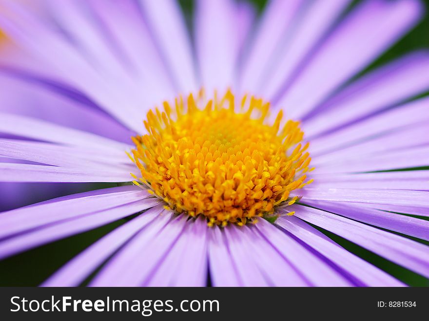 Image of beautiful  violet flower