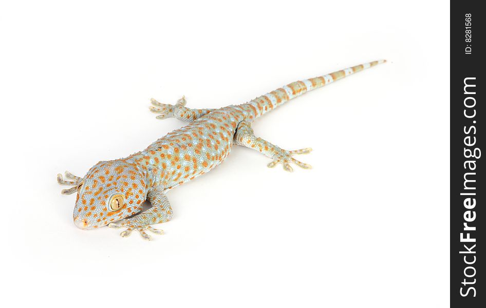 Gecko