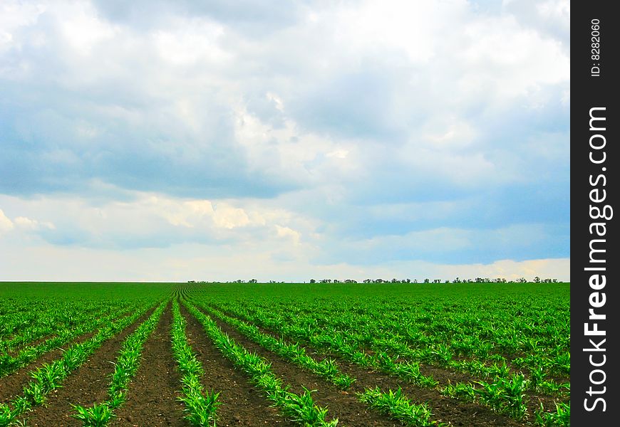 Greenery plantation