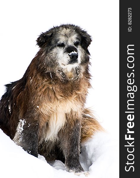 dog mixed-breed on snow,. dog mixed-breed on snow,