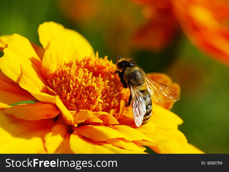 Bee on a yellow  flower