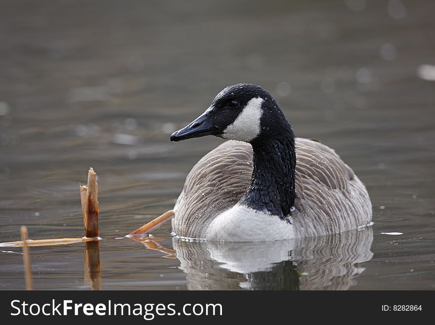 Canada Goose Swimming