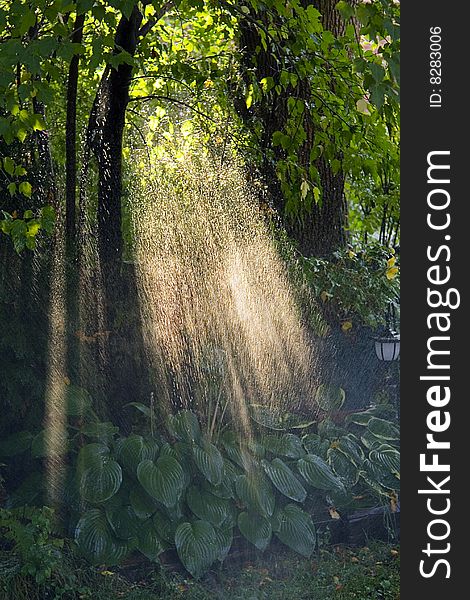 Morning sun streaming through rain in green garden. Morning sun streaming through rain in green garden