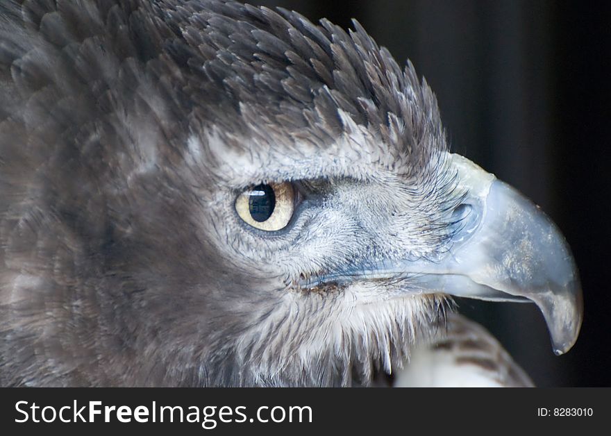 Close up of an Eagle