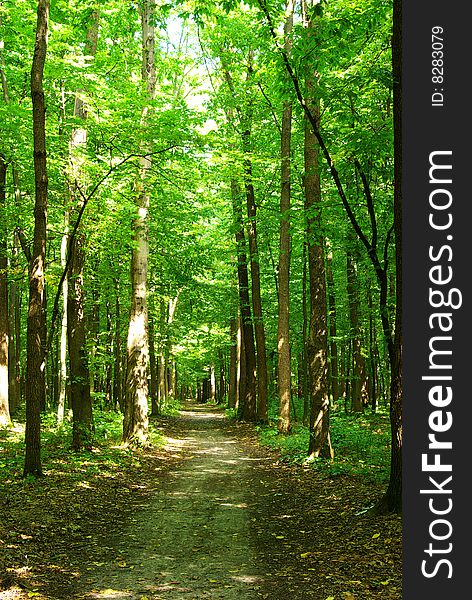 Path in summer green forest