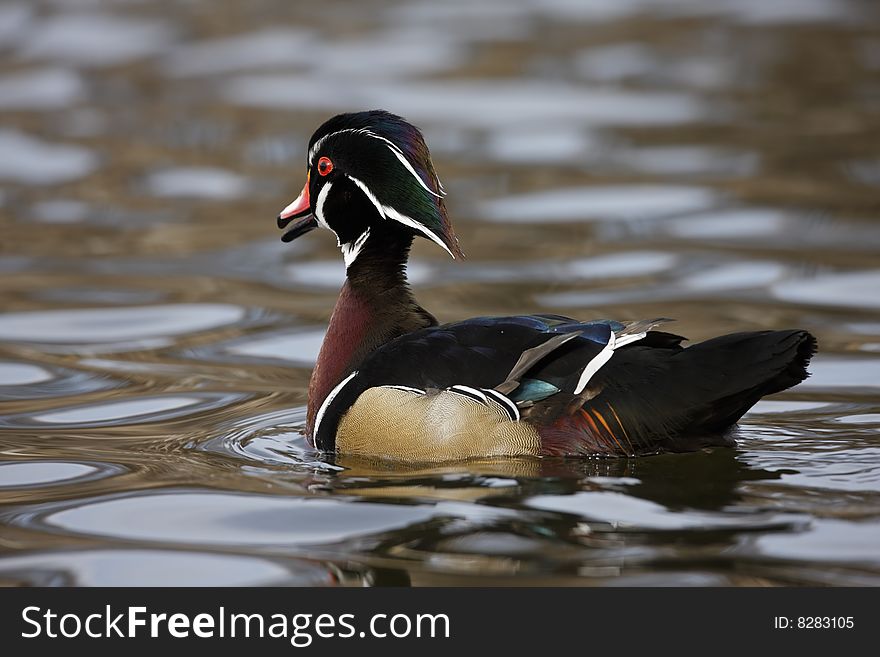 Wood Duck (Aix sponsa)