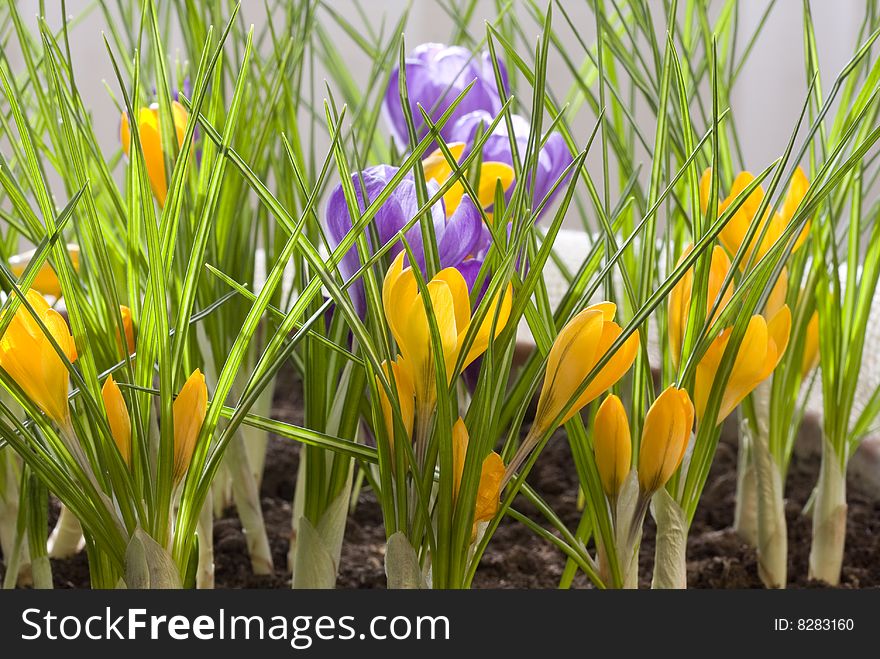 Spring flowers, yellow and violet crocus. Spring flowers, yellow and violet crocus