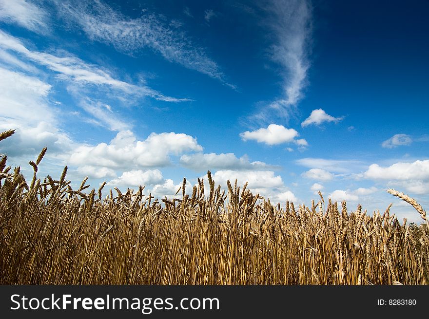 Summer field and blue sky