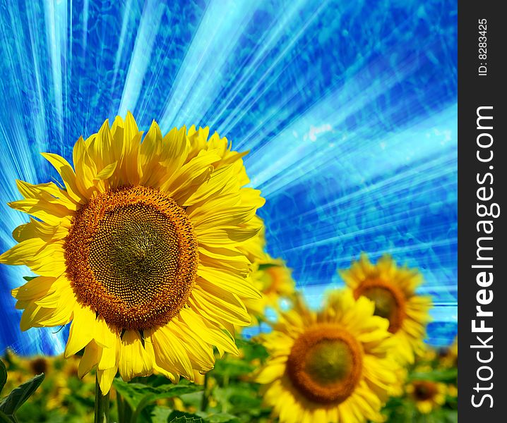 Field of flowers of sunflowers