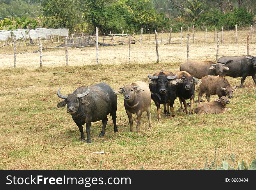 Herd of Asian buffalos, bulls and cows graze on the pasture, South China. Herd of Asian buffalos, bulls and cows graze on the pasture, South China