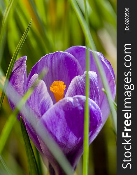 Spring flowers, yellow and violet crocus. Spring flowers, yellow and violet crocus