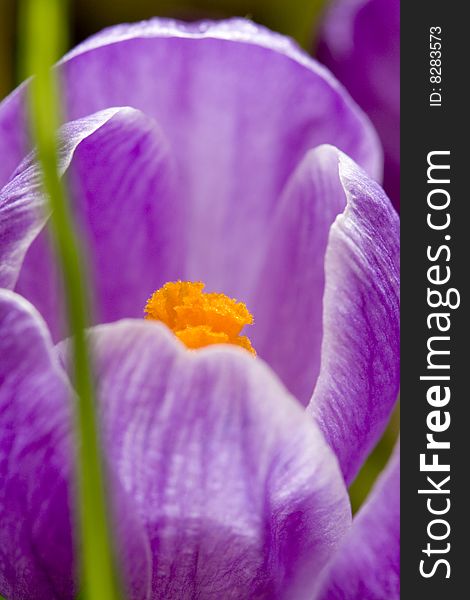 Spring flowers, yellow and violet crocus. Spring flowers, yellow and violet crocus