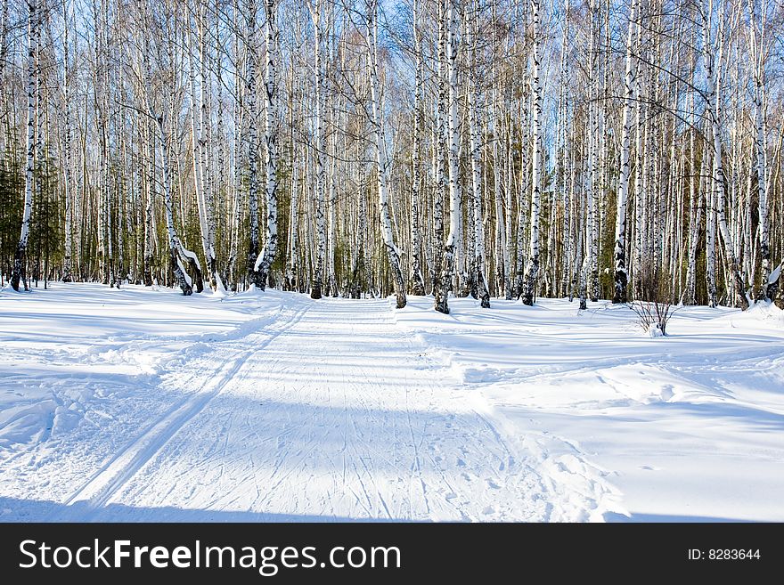 Winter forest is a very beautiful place