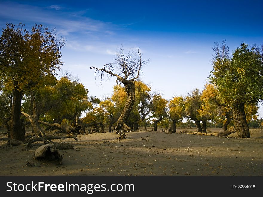 Forest and tree, beautiful sky