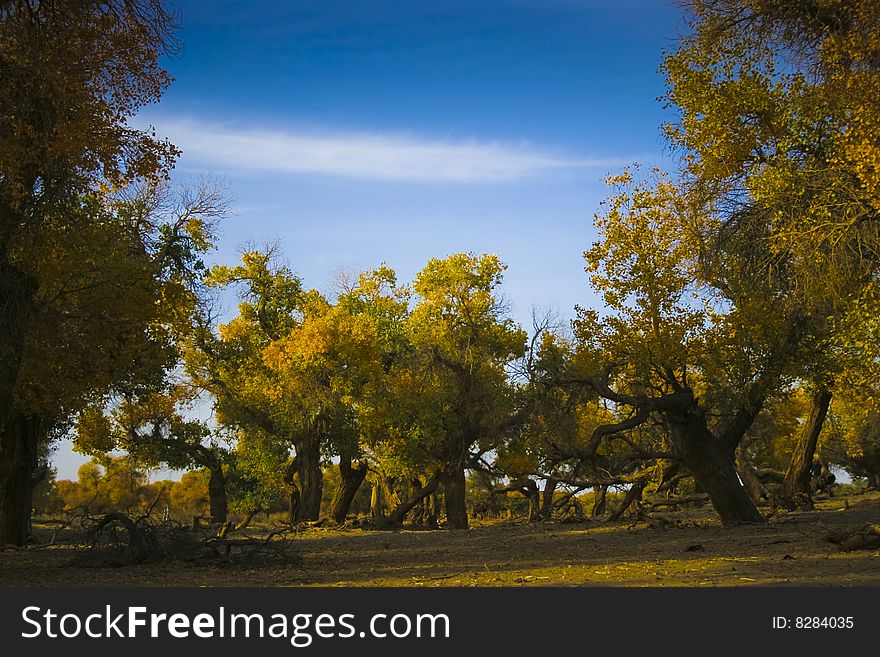 Forest and tree, beautiful sky