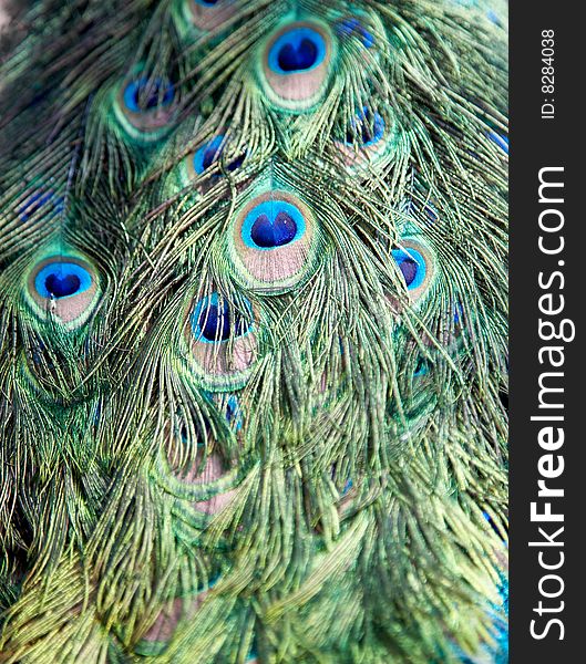 Closeup of Peacock Back Feathers. Closeup of Peacock Back Feathers