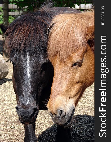 Two horses, one black and one brown