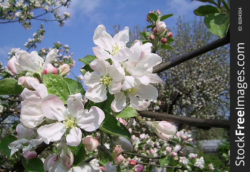Blossoming branch of an apple-tree in May