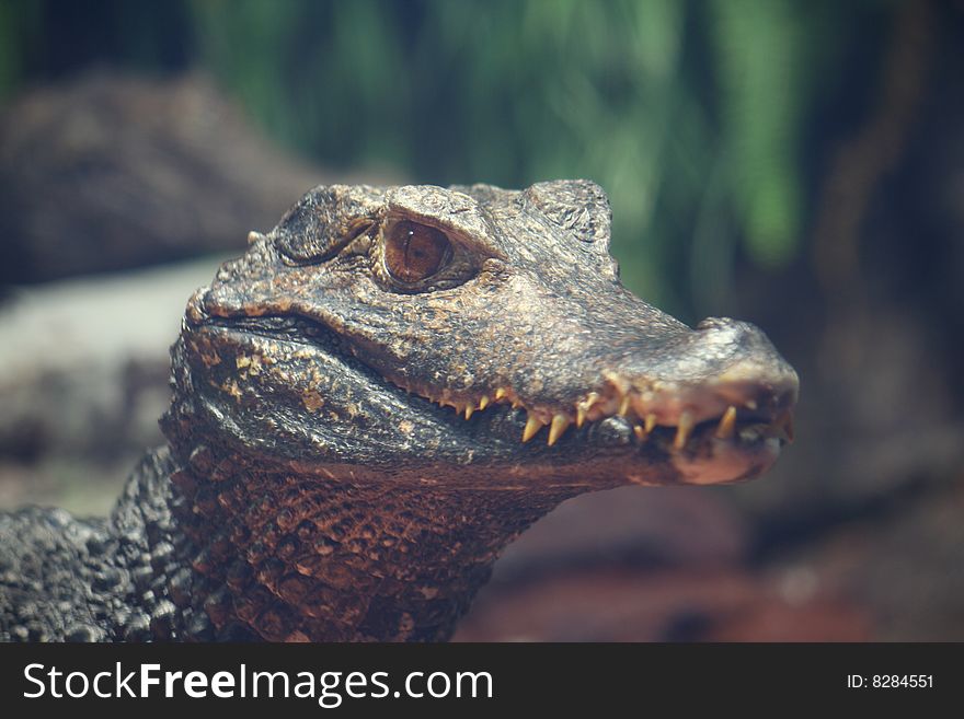 Nile Croccodyle waiting to eat. Nile Croccodyle waiting to eat