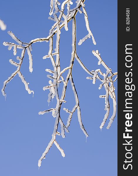 A branch of a tree covered with snow and ice. A branch of a tree covered with snow and ice.